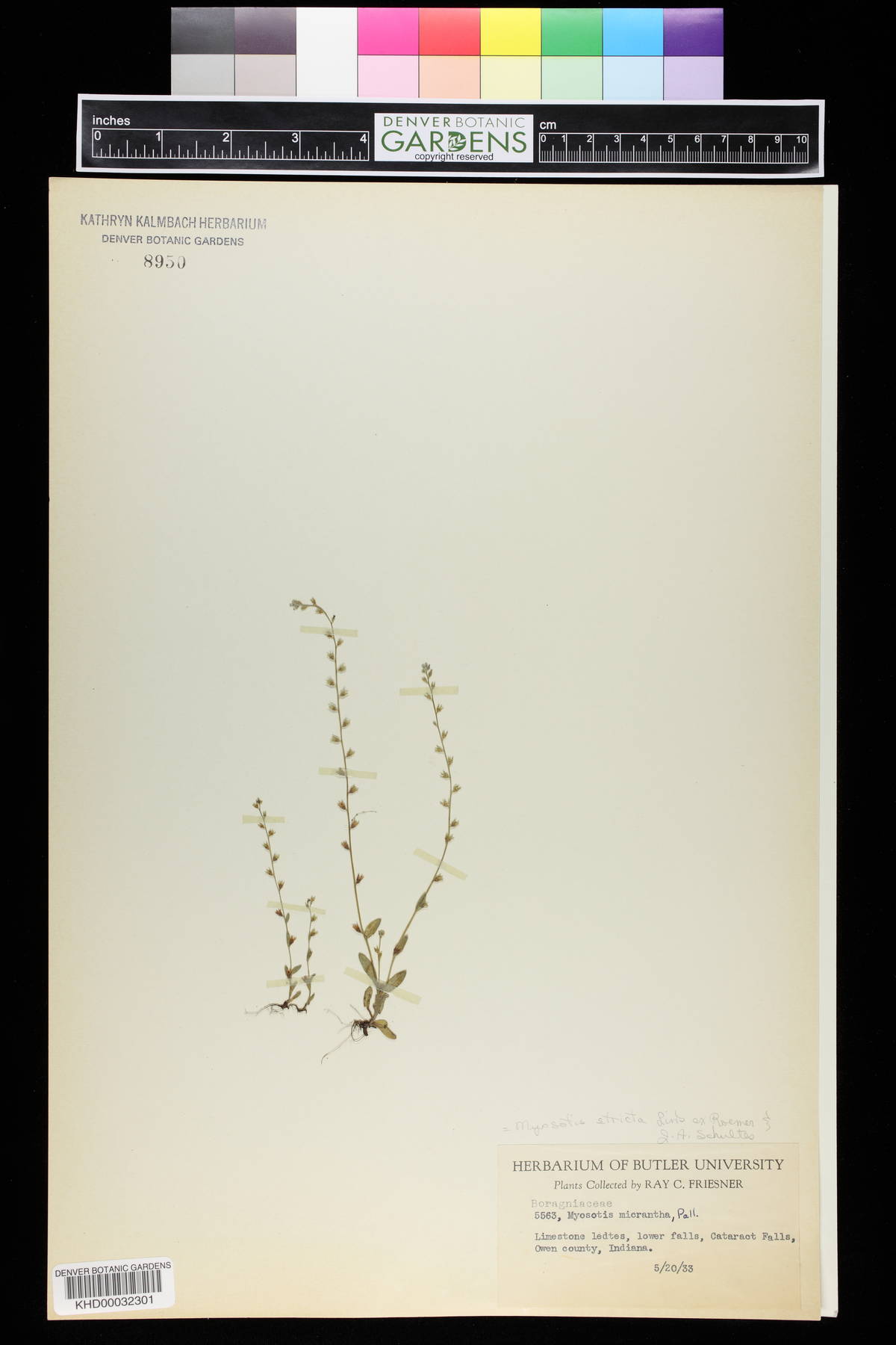 Myosotis micrantha image