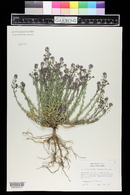 Aethionema carneum image