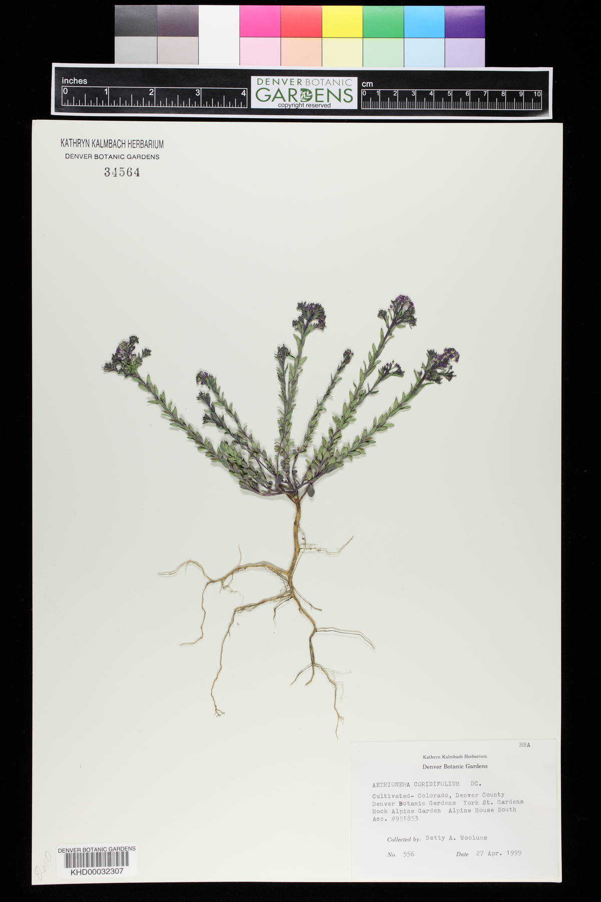 Aethionema coridifolium image