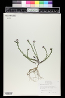Aethionema coridifolium image