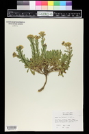 Alyssoides utriculata image