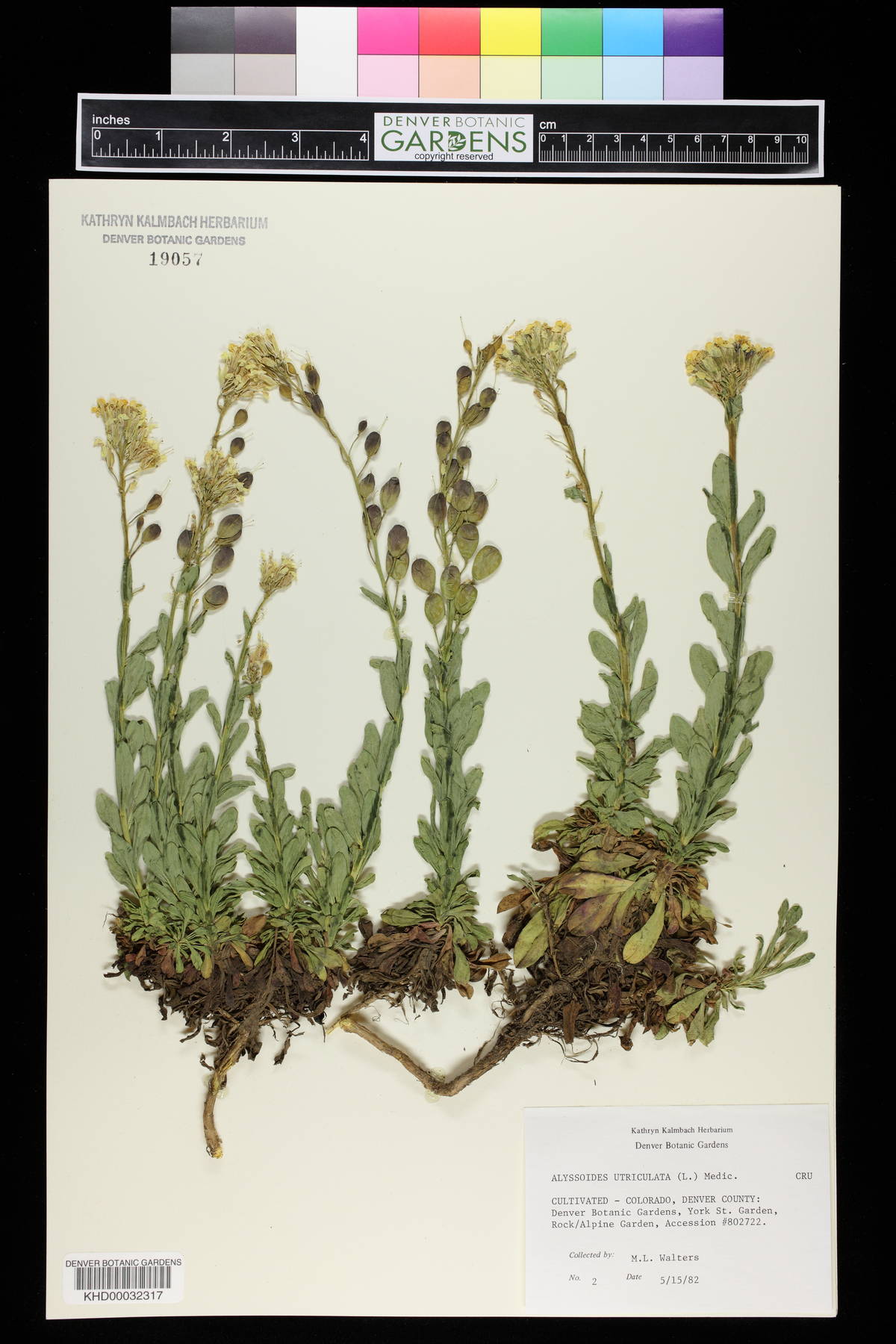 Alyssoides utriculata var. bulgarica image