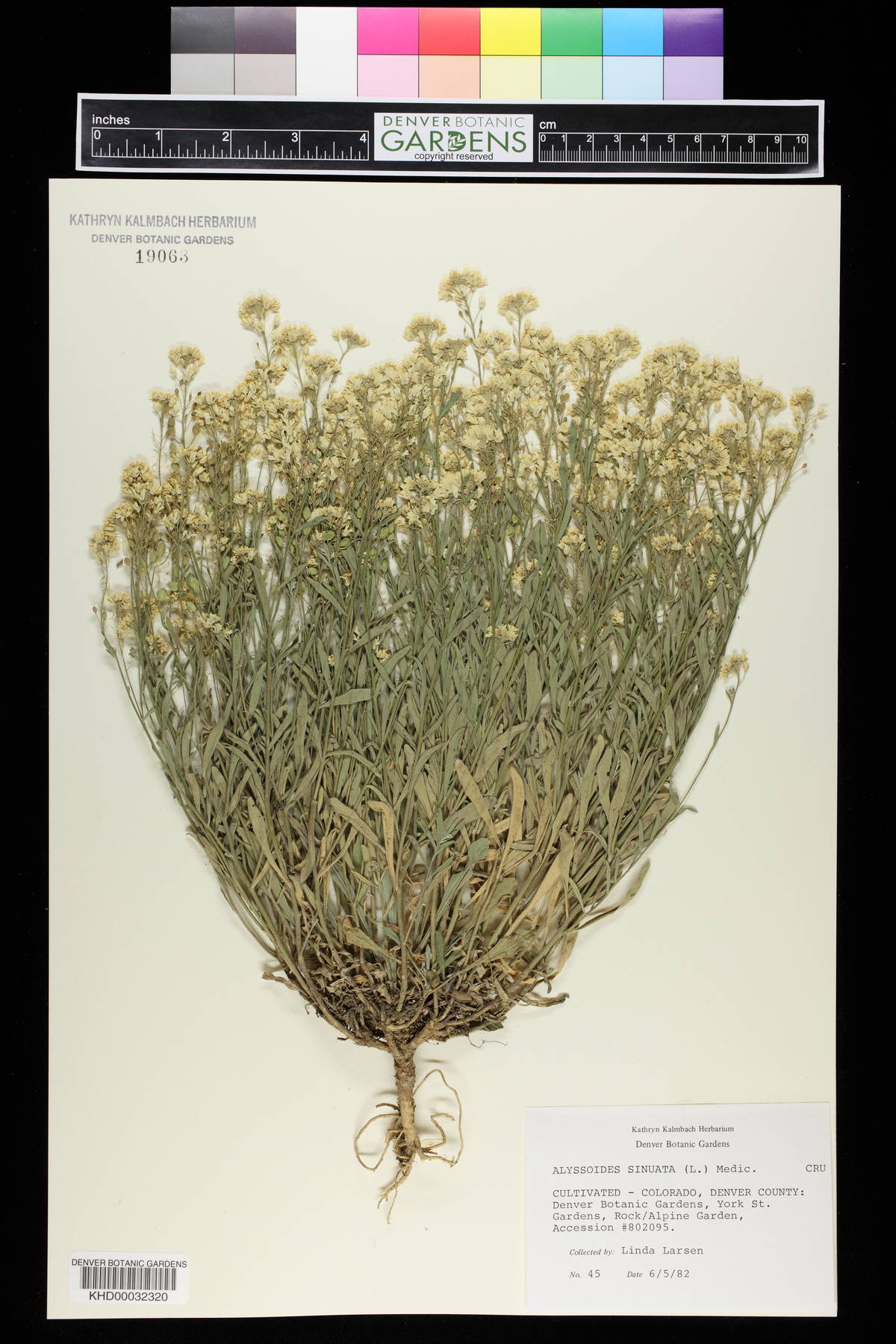 Aurinia image
