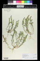 Alyssum desertorum image