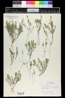 Alyssum desertorum image