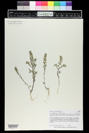 Alyssum desertorum image