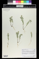 Alyssum simplex image