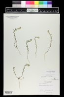 Alyssum simplex image