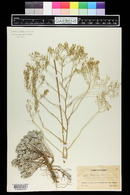 Alyssum corsicum image