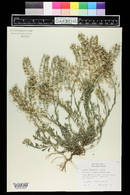 Image of Alyssum wulfenianum