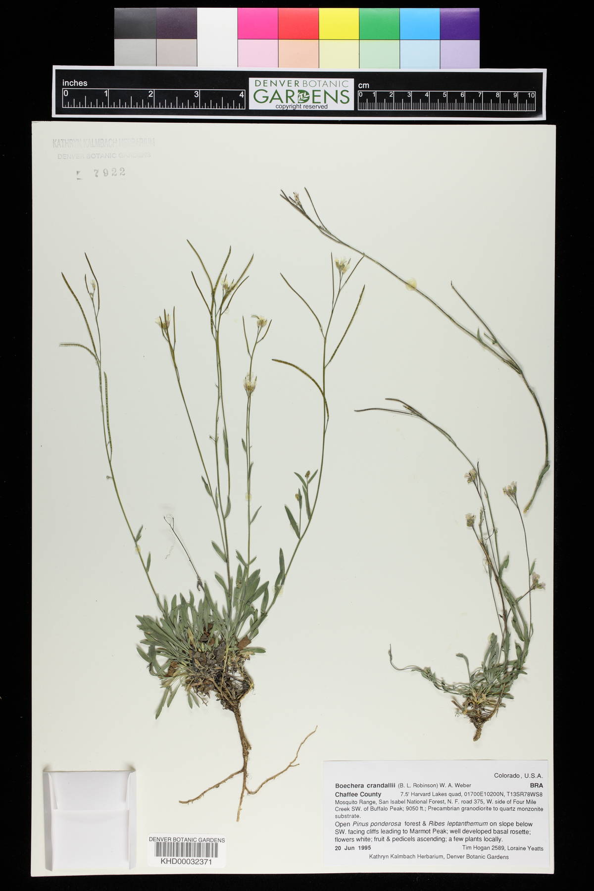 Arabis crandallii image