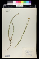 Boechera stricta image