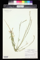 Boechera stricta image