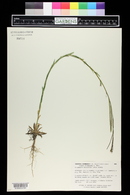 Boechera stricta image