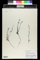 Boechera stricta image