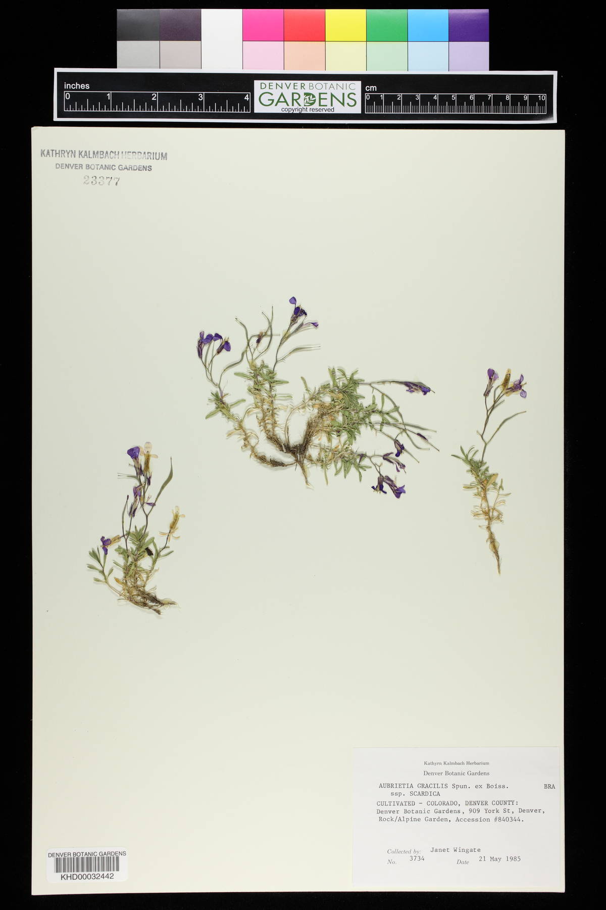 Aubrieta scardica image