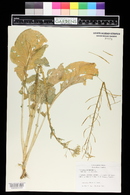 Brassica chinensis image