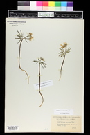 Cardamine concatenata image