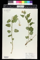 Cardamine cordifolia image