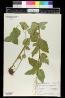 Cardamine cordifolia image