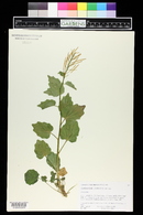 Cardamine cordifolia image