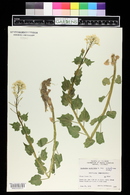 Cardamine cordifolia image