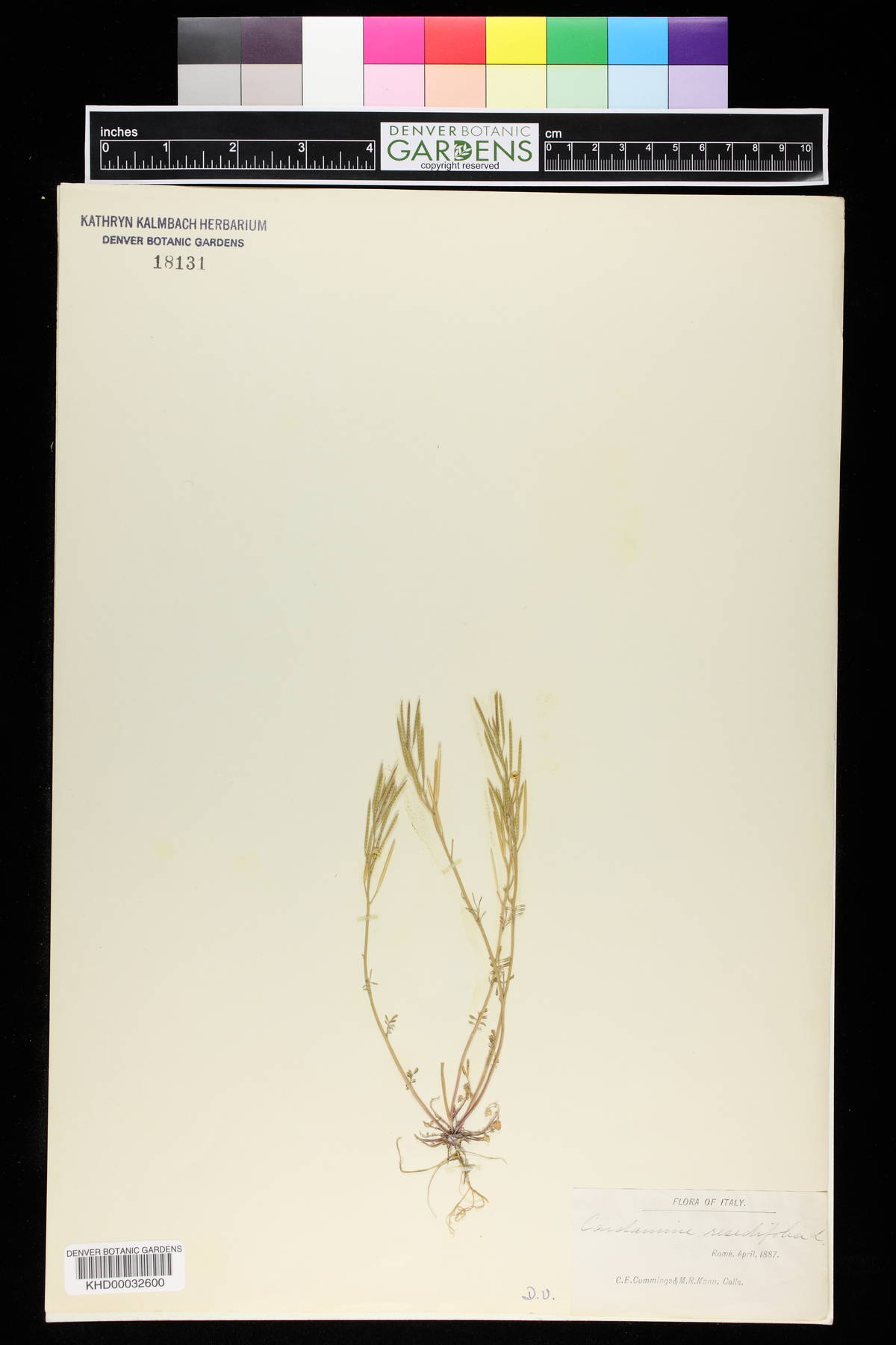 Cardamine resedifolia image