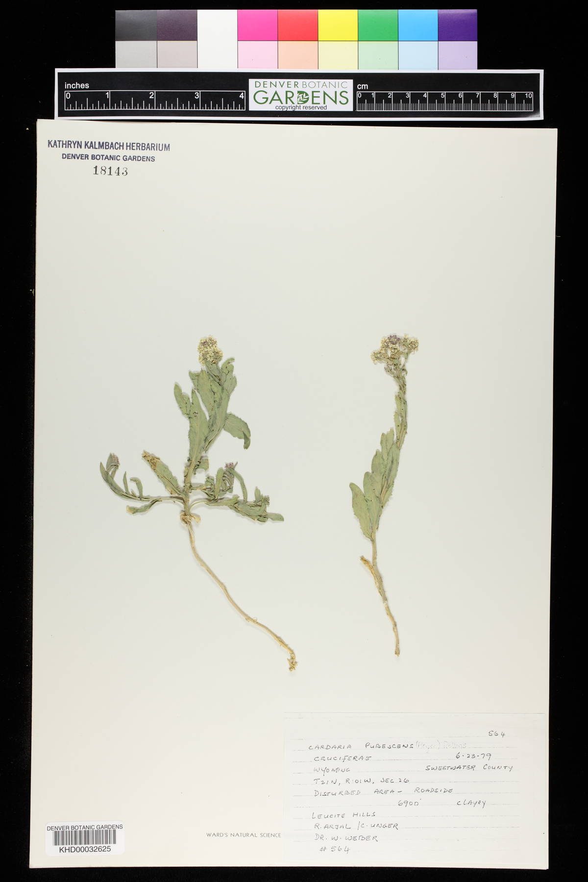 Cardaria image