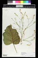 Crambe cordifolia image