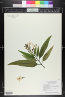 Pseuderanthemum carruthersii image