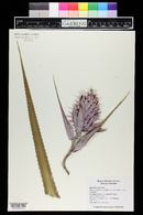 Ananas comosus image