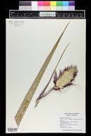 Ananas comosus image