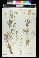 Draba platycarpa image