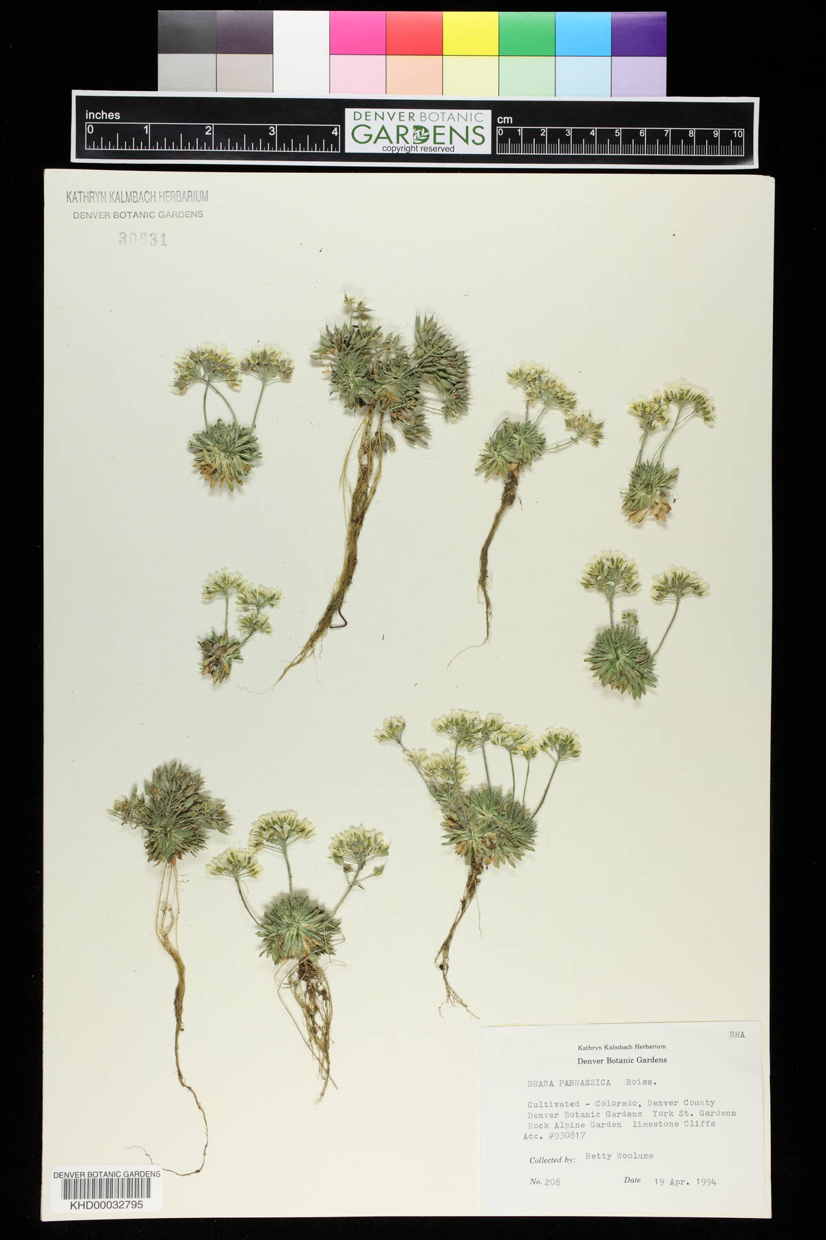 Draba parnassica image