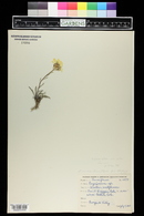 Erysimum capitatum image