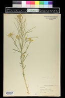 Erysimum capitatum image