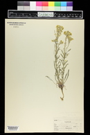 Erysimum capitatum image