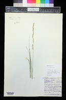 Melica spectabilis image