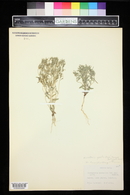 Phlox gracilis image