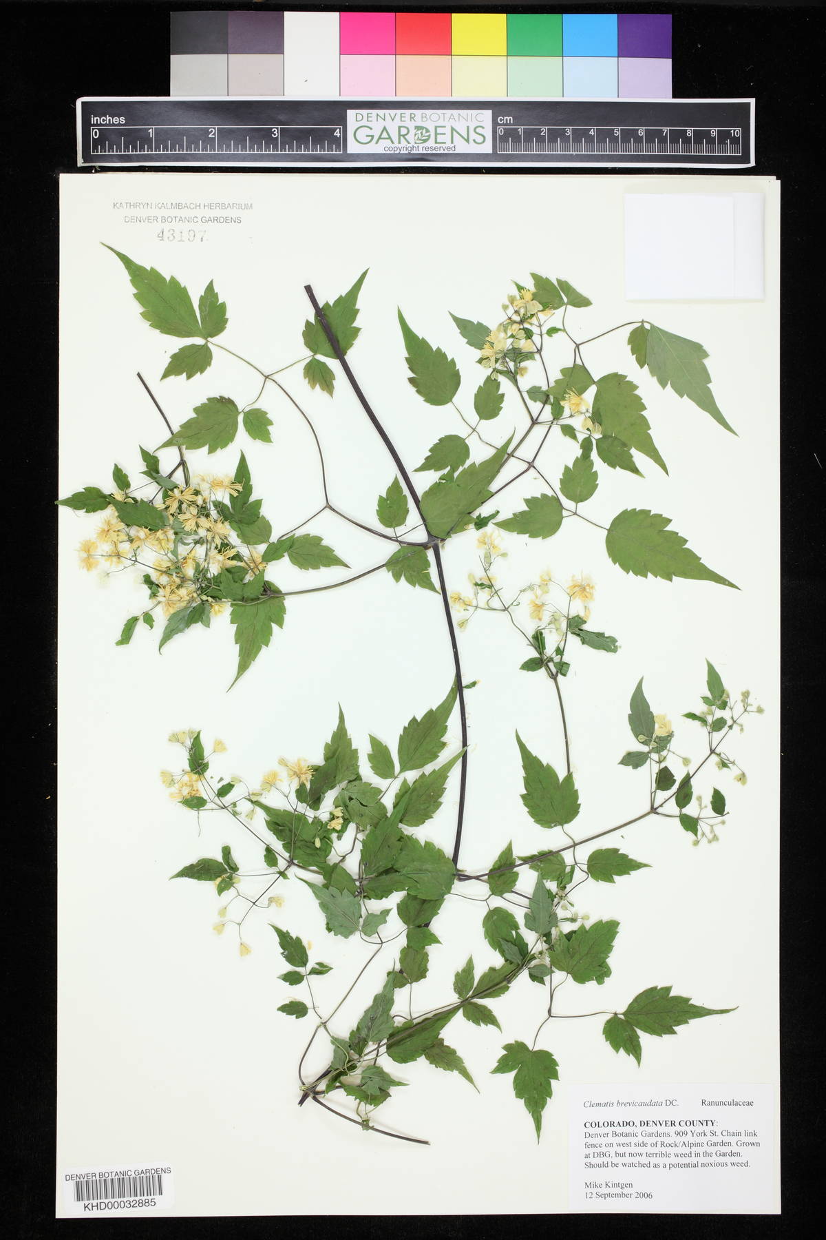 Clematis brevicaudata image