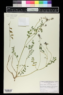 Astragalus robbinsii image