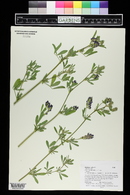 Medicago sativa image