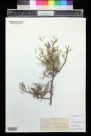 Juniperus pachyphlaea image