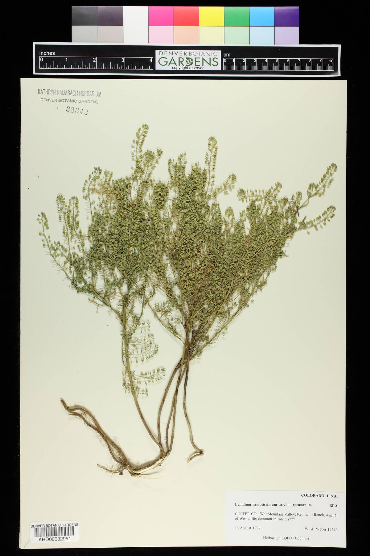 Lepidium ramosissimum image