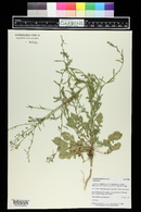 Lepidium virginicum image