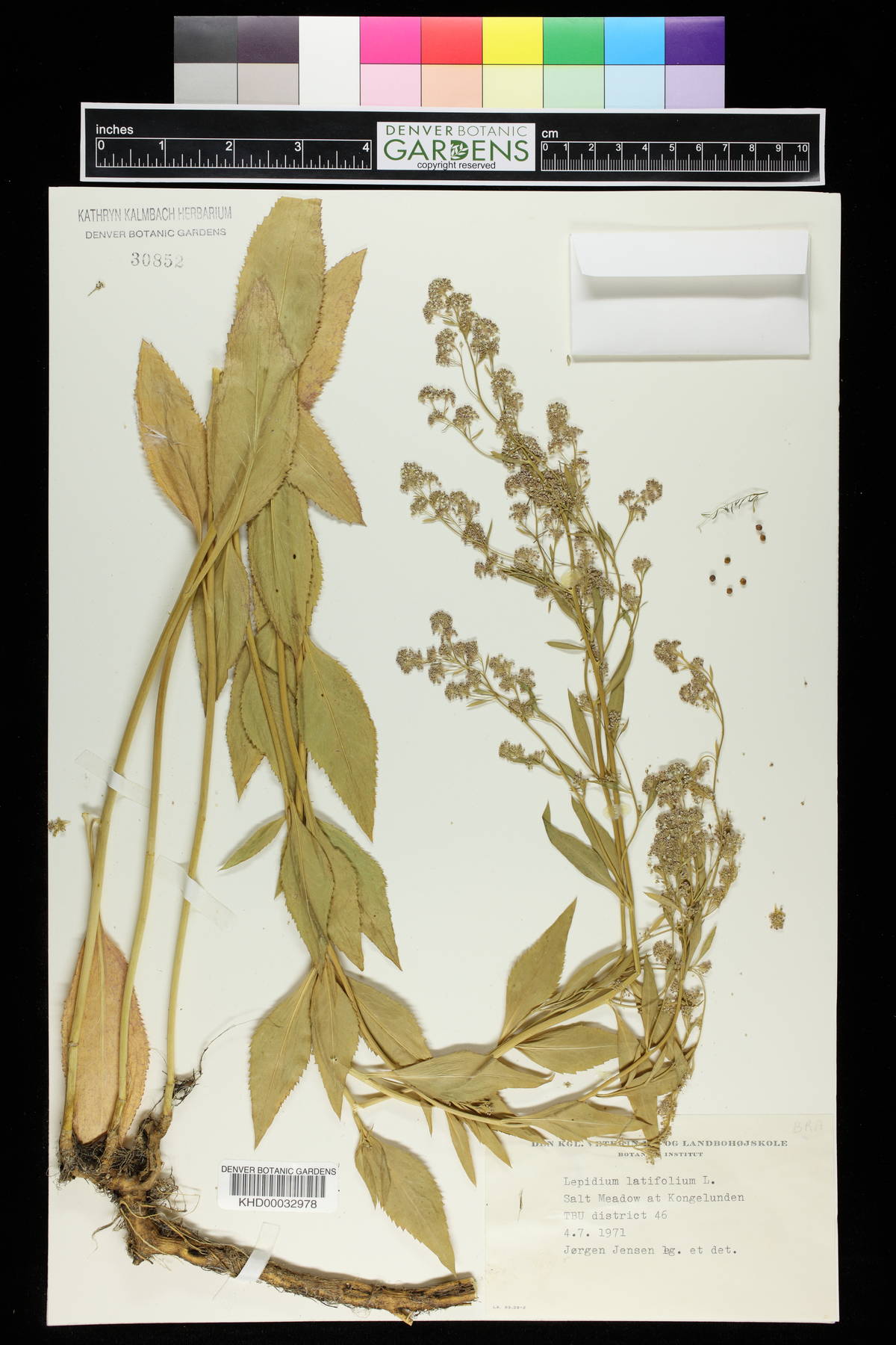 Lepidium latifolium image