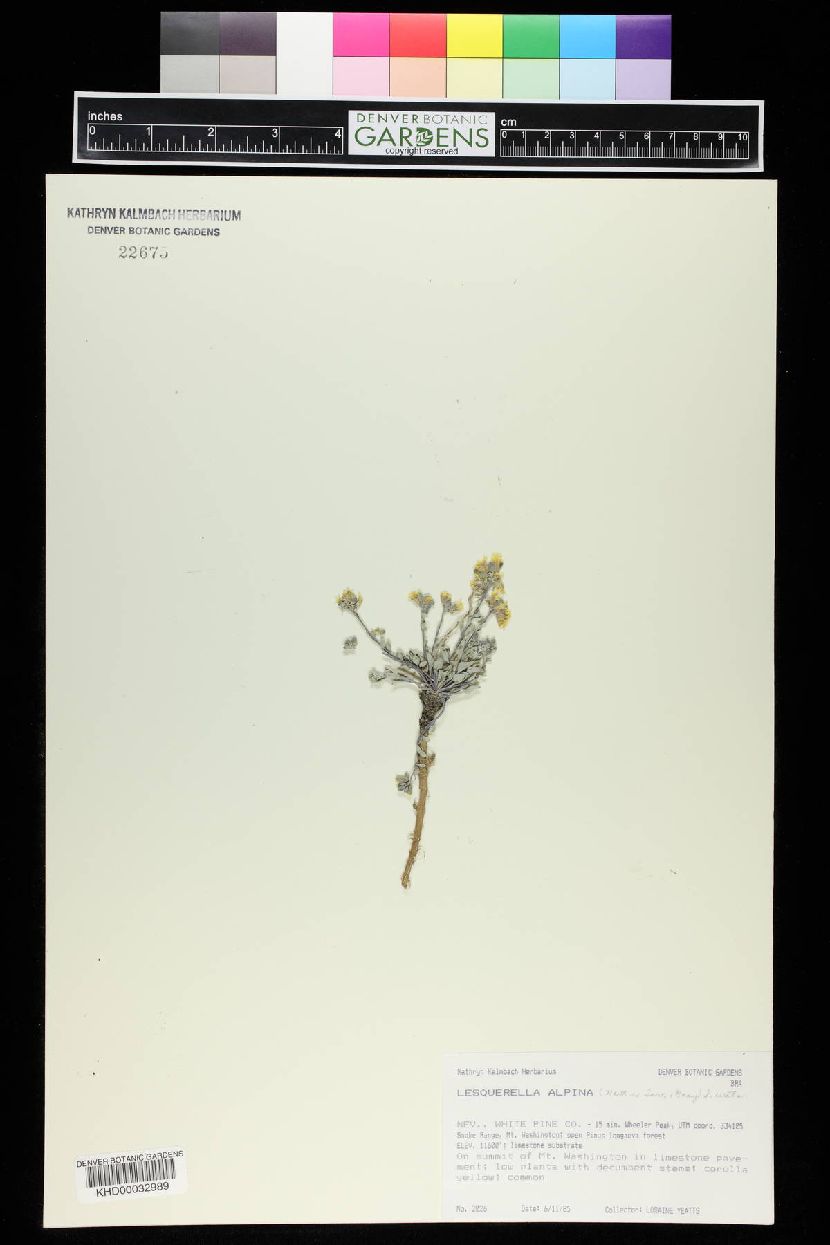 Physaria reediana image