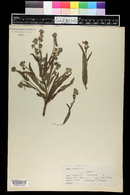 Cynoglossum officinale image