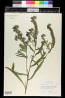 Echium vulgare image