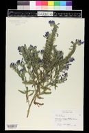 Echium vulgare image